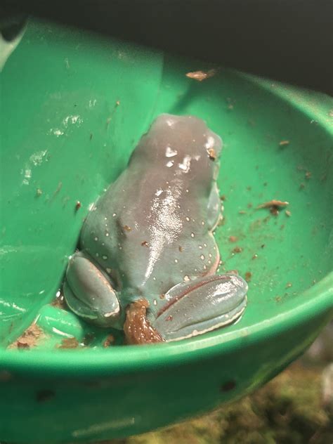 HELP idk if this is a prolapsed rectum and it needs to get checked out : r/frogs