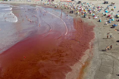Researchers may finally be able to forecast dangerous red algae blooms ...