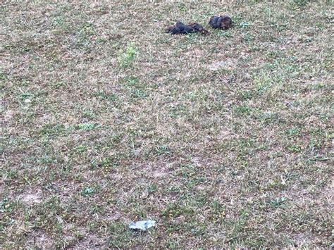 Overgrazing During Dry Weather Has Long Term Consequences | Purdue ...