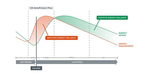 The 3 steps to prevent ketosis in cattle
