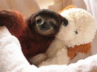 Image result for baby sloths wallpapers