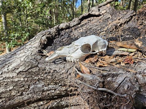 Image result for Exploding Deer Skull