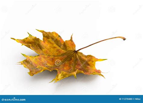 Autumn color maple leaf stock photo. Image of garden - 11270480