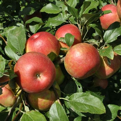Anna Apple Plant (Hot Climate Varieties) | Best Price in 2024 at ...