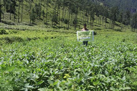 KVK Anjaw|OFT Soya Dsb