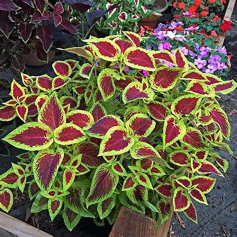 Plants Point Live Coleus Red Green Home Decor Ornamental Plant : Amazon ...