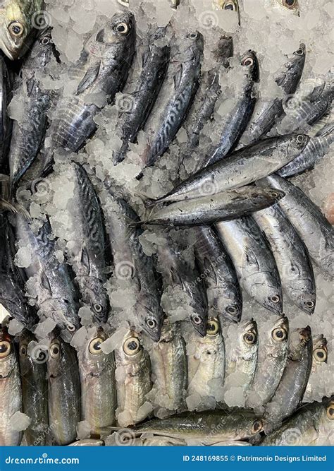 Photo of Philippine Fish Tulingan or Mackerel Tuna Stock Image - Image ...