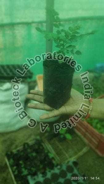 Dwarf Curry Leaf Plant Manufacturer, Supplier from Hyderabad