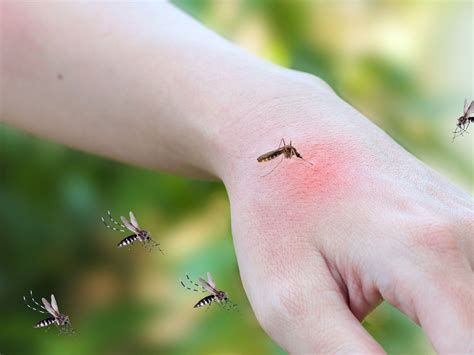 Know the Dangers and Symptoms of Dengue Fever || Jakarta Smart City