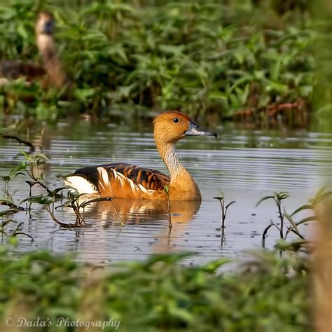Fulvous Whistling Duck,????