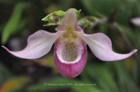 Lady Slipper Orchid~ State Flower of Minnesota | Mariann Hayes ...