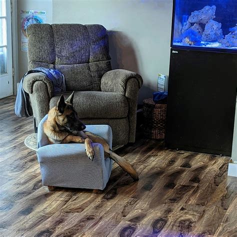 Dog Training: Structure and Boundaries in the Home, 204 Apple Blossom ...