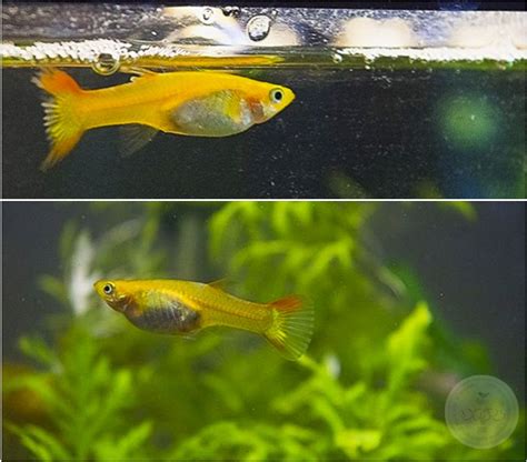 Bildergebnis für pregnant+pregnant+fish