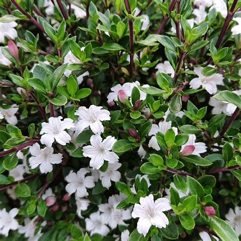 Are Snow Roses Real? Best Guide for Beginners