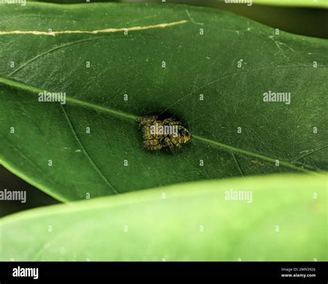 Jumping spider Euophrys frontalis. The Euophrys frontalis is a genus of jumping spiders of the ...