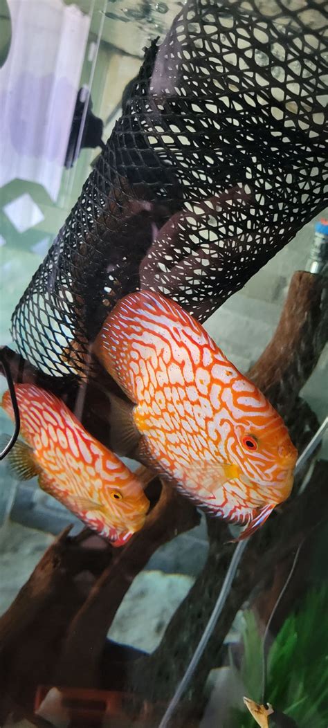Discus Tank 的图像结果