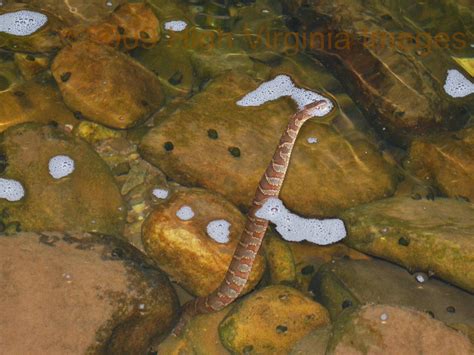 High Virginia Outdoors: Snakes of WV at Canaan