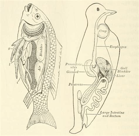 Draw The Digestive System Of A Bird - Bird Digestive System - Francis ...