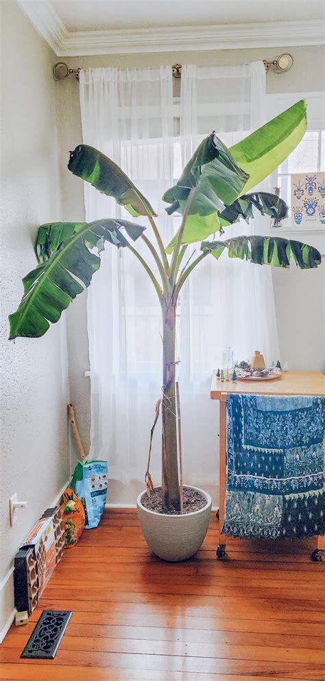 Image result for Blue Java Banana Tree