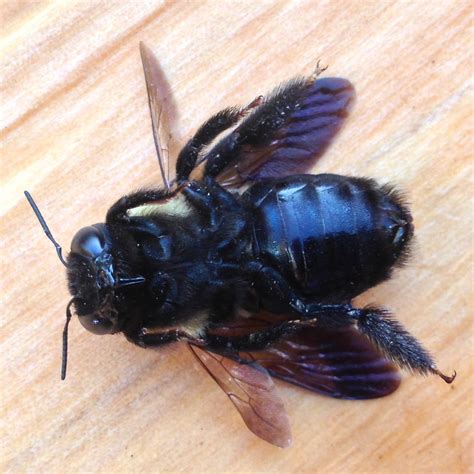 Image result for Bee Swarm Simulator Script Pastebin