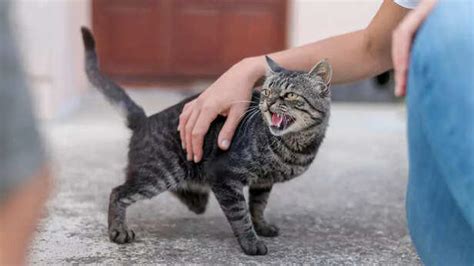 Is Your Cat Angry or Scared? Here’s Why Cats Hiss