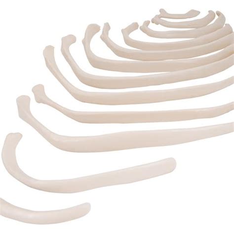 Human Ribs Modle - 3B Smart Anatomy - 1000137 - 3B Scientific - A69/2 ...