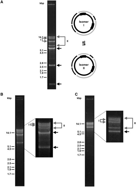 Image result for Restriction Enzyme Mapping