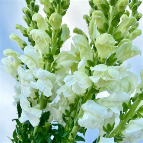 White Snapdragon Bouquet
