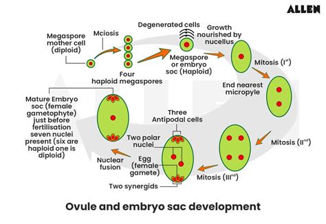 Double Fertilization: Definition, Process and Embryo Development