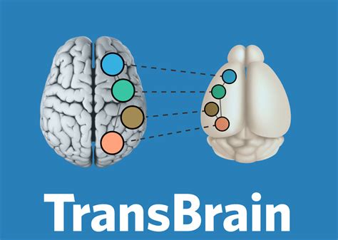 Welcome to TransBrain — TransBrain 0.1 documentation