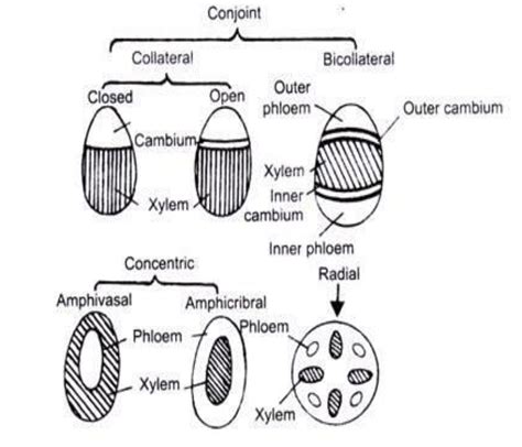 Vascular Bundle Diagram Introduction To Vascular Plant Structure