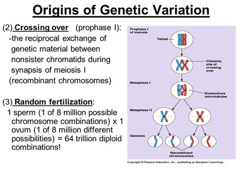 The Importance of Genetic Diversity: Explained with a Diagram