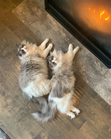 I think they’re enjoying the fire. : r/ragdolls