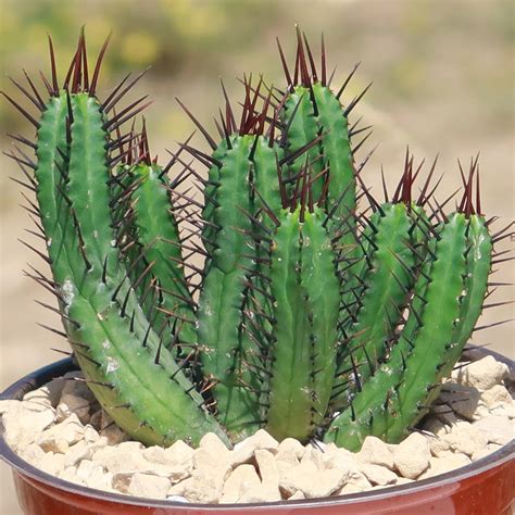 Euphorbia Cactus Types