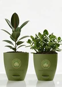 Rubber Plant & Jade Plant Self Watering Pots Live Indoor Air Purifying ...