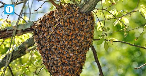 Swarming Bees Time To Split! How To Split A Beehive | IFA's Helping To