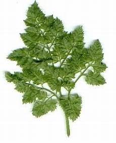 credenze popolari italiane cerfoglio rimedi naturali credenze popolari italiane cerfoglio rimedi naturali