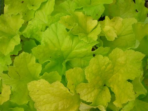 Heuchera Citronelle - Citronelle Coral Bells care | Travaldo's blog