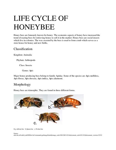 Honey Bees Life Cycle
