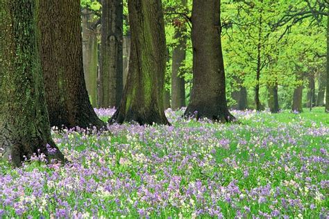 Image result for Machine Learning Bagging Tree