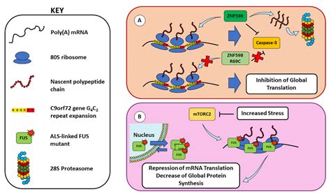Proteostasis Deregulation in Neurodegeneration and Its Link with Stress ...