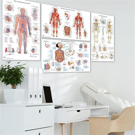 Buy 6 Anatomy Posters - Medical Posters - Skeletal System, Female and ...