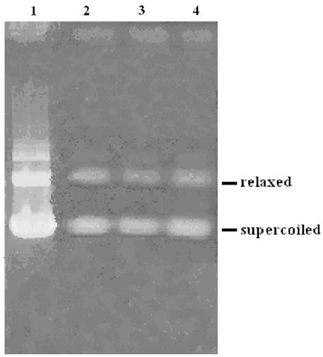 Image result for Formulation Development pDNA