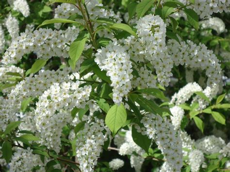Chokecherry Tree MI 的图像结果