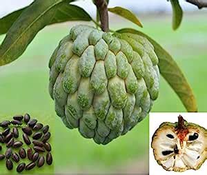 SS Naturals Annona Squamosa Plant Seed,Custard Apple Fruit Seed ...