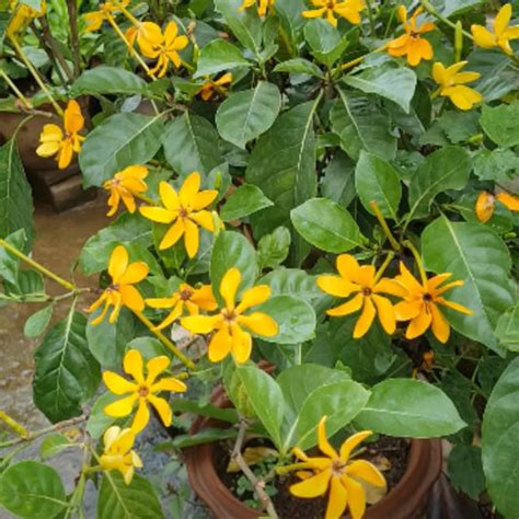 Monsoon Plants – Lalit Enterprise