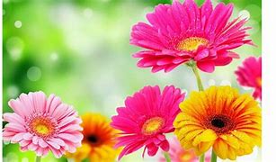 Image result for Free Spring Wallpaper 1024X768