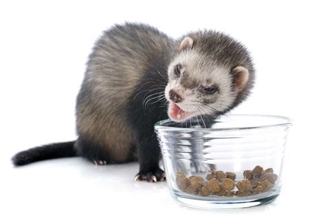 Ferrets | zooplus Magazine IE