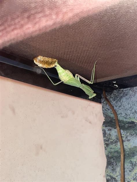 Mantis hasn’t moved since laying her ootheca 12 hours ago : r/mantids