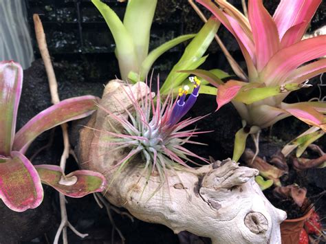 Flowering Air Plants 的图像结果